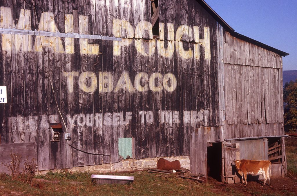 Mail Pouch barn, Aurora, West Virginia. Route 50. October 1982. Photo by Carl E. Feather